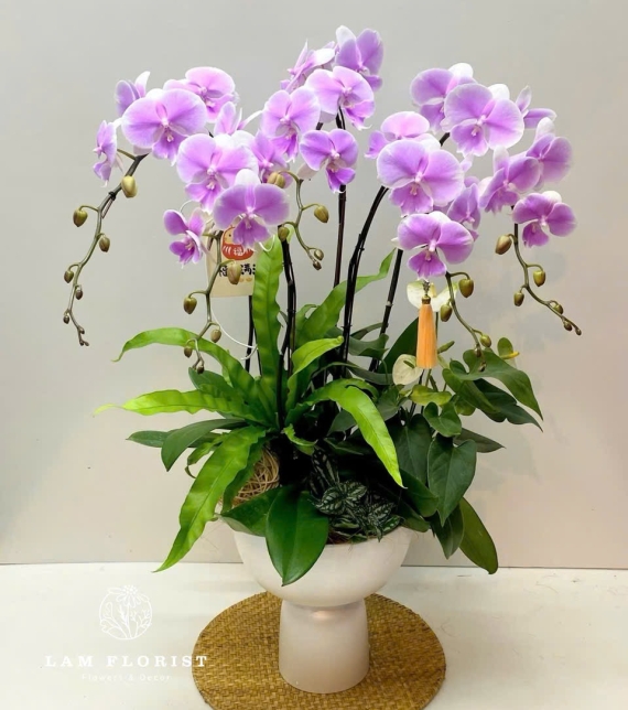 Chậu Lan Hồ Điệp Tím Nhạt 5 Cành – Thanh Lịch & Sang Trọng