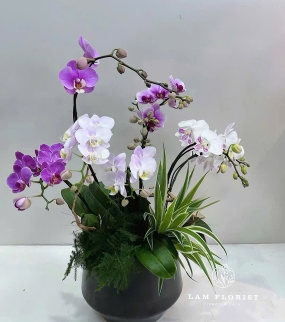 Chậu Lan Hồ Điệp Mini 7 Cành Tím Trắng – Sang Trọng & Trang Nhã