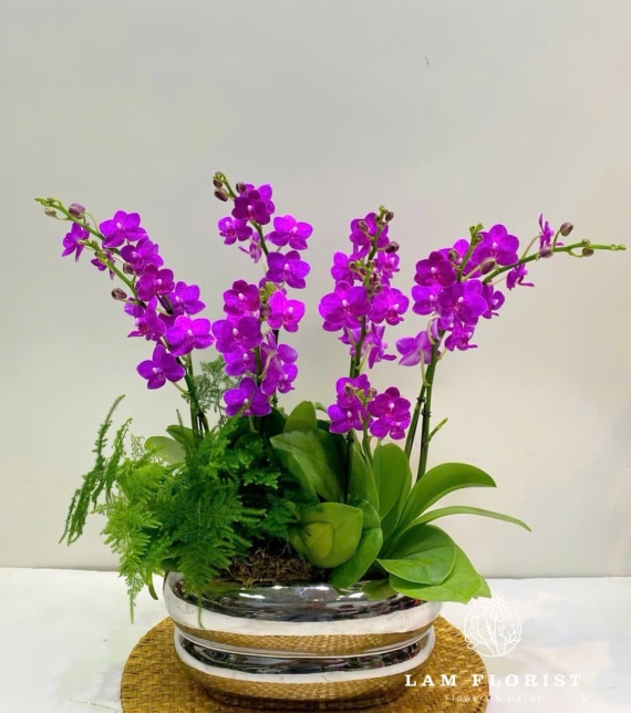Chậu Lan Hồ Điệp Mini 7 Cành Tím  Sang Trọng 
