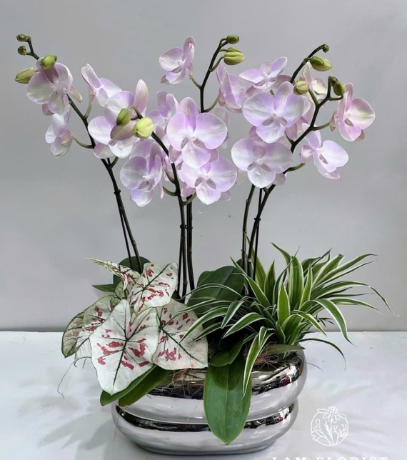 Chậu Lan Hồ Điệp Mini Hồng Nhạt 5 Cành 