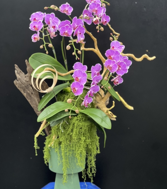 “Sắc Ngọc Thịnh Vượng – Lan Hồ Điệp Tím Rực Rỡ” 💜