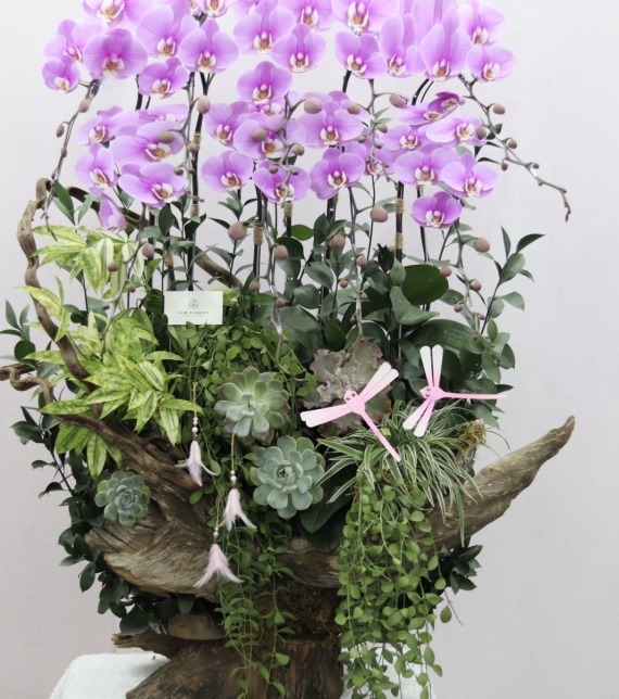 Orchid Symphony on Driftwood – Giao Hưởng Lan Trên Gỗ Lũa