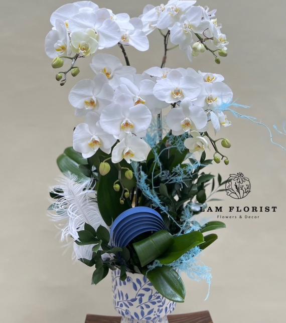 Chậu hồ điệp trắng 4 cành sang trọng