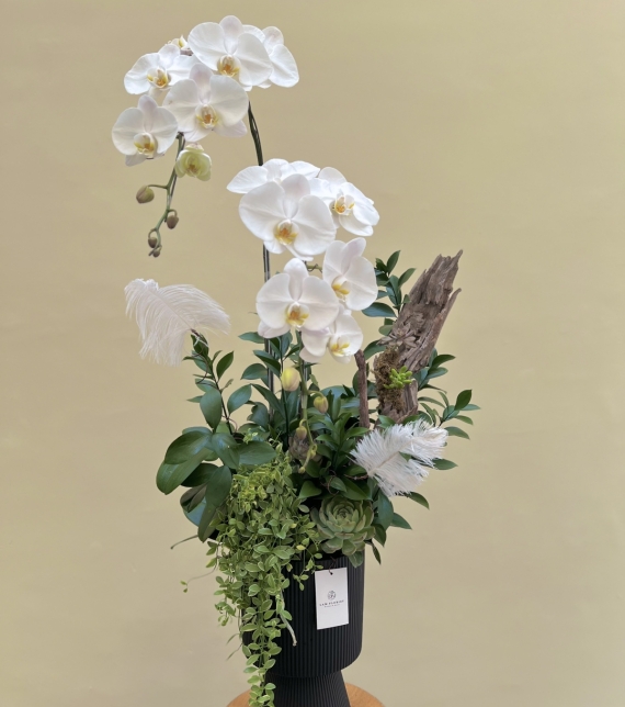 Chậu 2 cành Hồ Điệp trắng Thanh Khiết