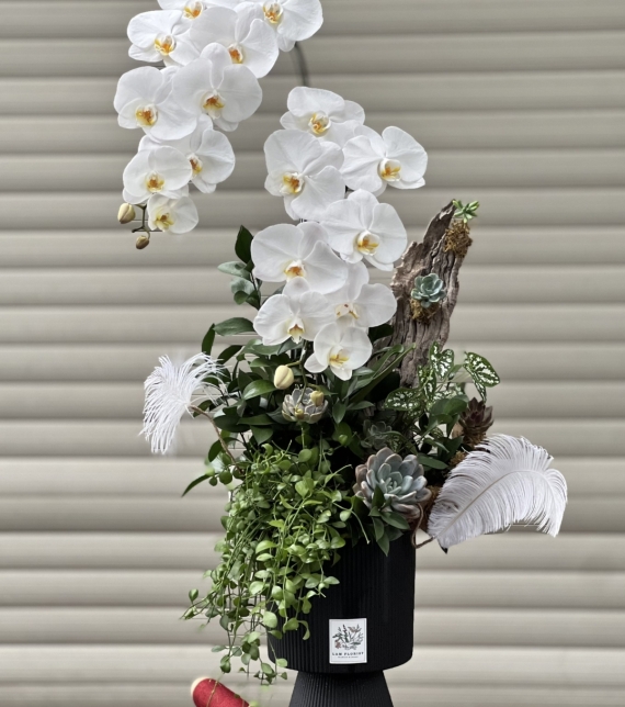 Chậu 2 cành Hồ Điệp Trắng