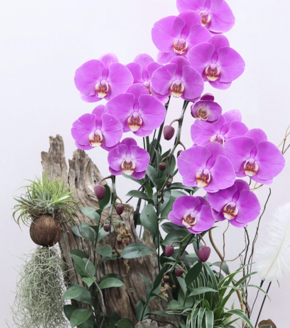 Chậu Lan Lụa Gỗ Nghệ Thuật – Vẻ Đẹp Vĩnh Cửu (Elegant Driftwood Orchid Arrangement)