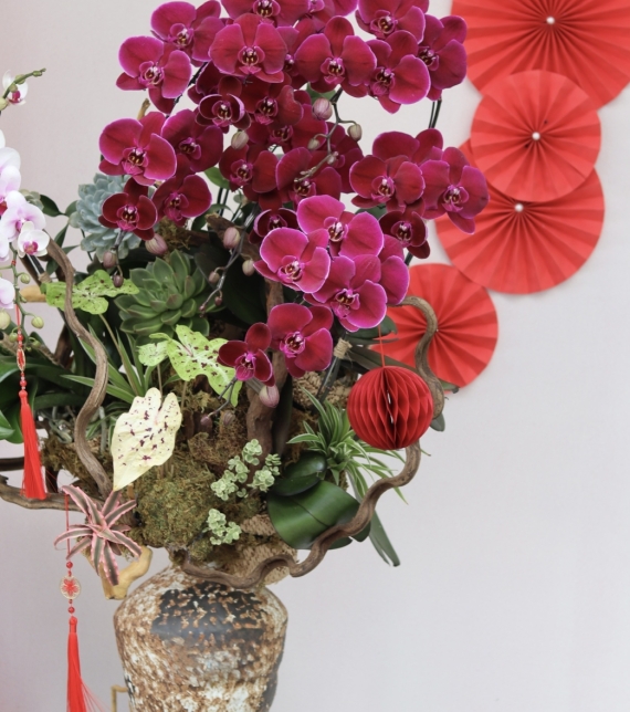 LAN HỒ ĐIỆP ĐỎ PHÚ QUÝ – KHAI XUÂN MAY MẮN, VƯỢNG KHÍ CẢ NĂM