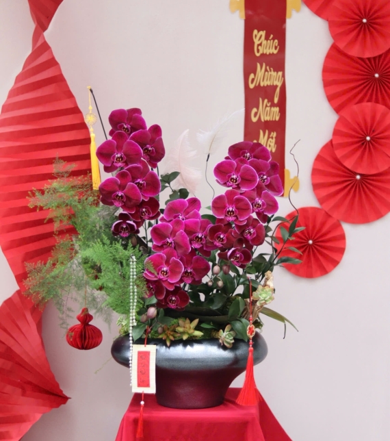 LAN HỒ ĐIỆP ĐỎ PHÚ QUÝ – ĐIỂM NHẤN SANG TRỌNG CHO KHÔNG GIAN NGÀY TẾT