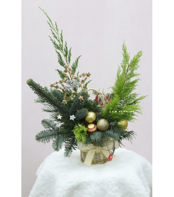  “Golden Star” – Chậu Thông Giáng Sinh Đan Mạch