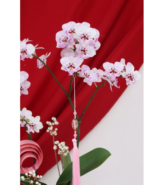 Lan Ngọc Xuân Mini 