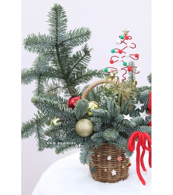  “Merry Mini Tree” – Chậu Thông Giáng Sinh Đan Mạch