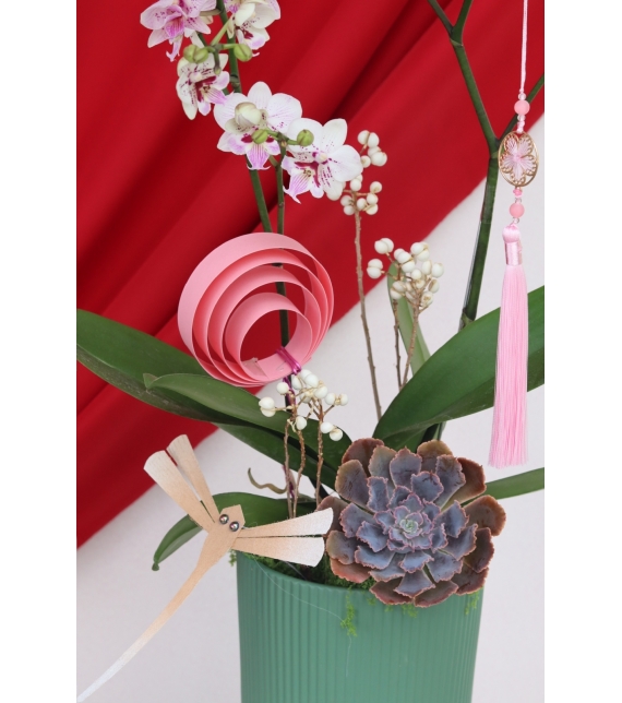 Lan Ngọc Xuân Mini 