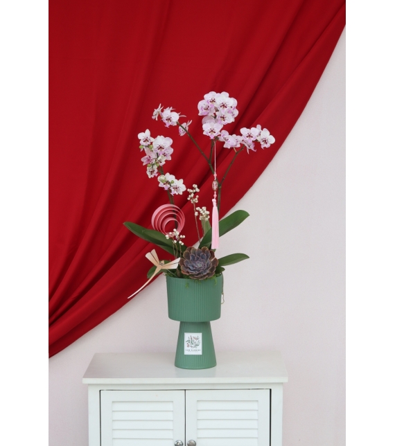 Lan Ngọc Xuân Mini 