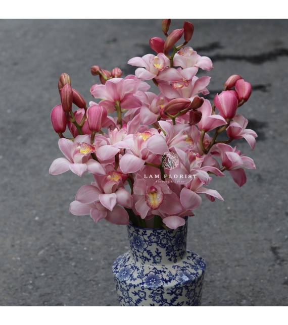 🌸 “Tịnh Sắc Hồng – Bình Địa Lan Thanh Xuân”