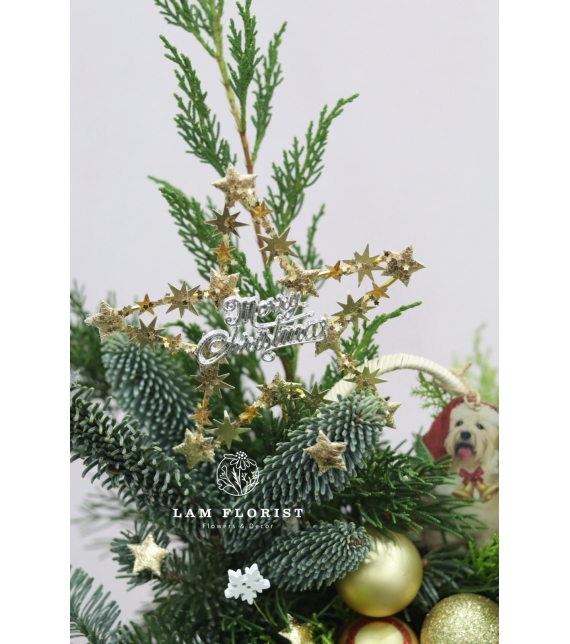  “Merry Mini Tree” – Chậu Thông Giáng Sinh Đan Mạch
