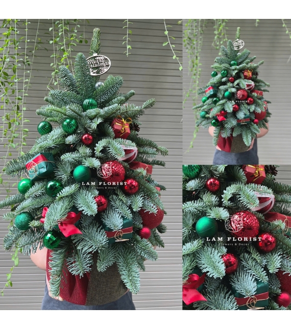  “Emerald Christmas” – Cây Thông Đan Mạch Xanh Ngọc (hoặc tiếng Việt: “Sắc Xanh Giáng Sinh”)