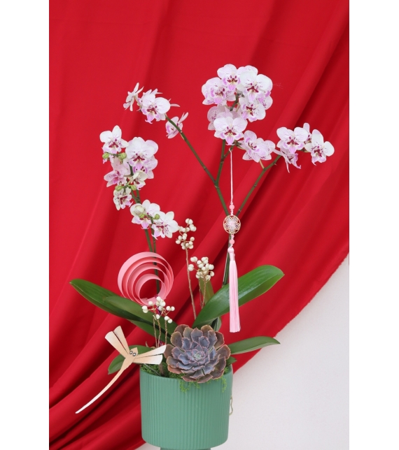 Lan Ngọc Xuân Mini 