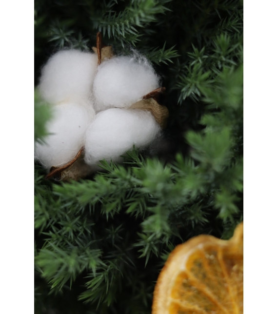 Chậu Sơn Tùng mini- Mini Cozy Tree