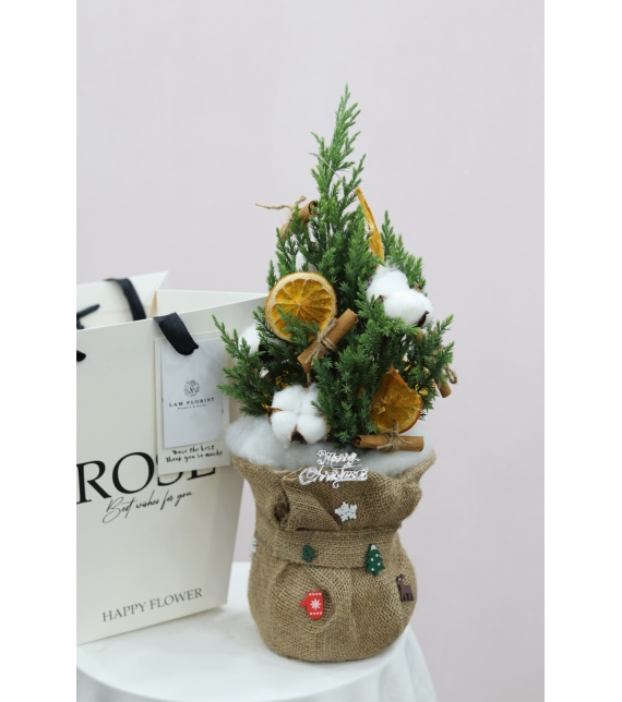 Chậu Sơn Tùng mini- Mini Cozy Tree