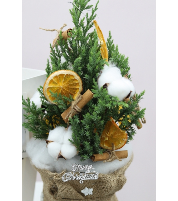 Chậu Sơn Tùng mini- Mini Cozy Tree