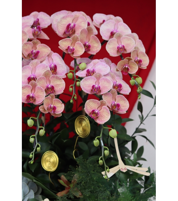 🌸 LAN LŨA HỒNG VÂN – VẺ ĐẸP CỦA SỰ AN YÊN & THỊNH VƯỢNG 🌸