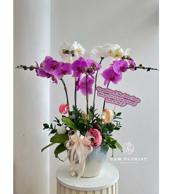 Chậu Lan 5 Cành - Tím mix Trắng