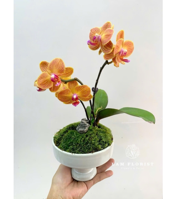 Chậu Lan Hồ Điệp Mini Cam Vàng – Tươi Sáng & Ấm Áp