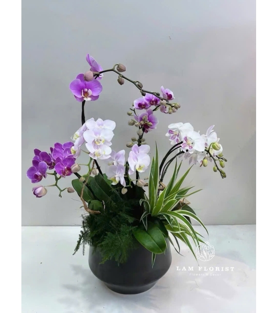 Chậu Lan Hồ Điệp Mini 7 Cành Tím Trắng – Sang Trọng & Trang Nhã
