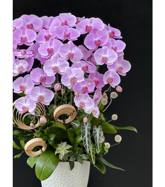 Hương Sắc An Nhiên – Serenity Orchid