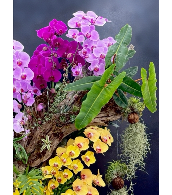 Sắc Ngọc Thiên Nhiên – The Orchid Symphony