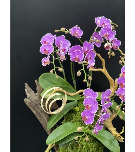 “Sắc Ngọc Thịnh Vượng – Lan Hồ Điệp Tím Rực Rỡ” 💜
