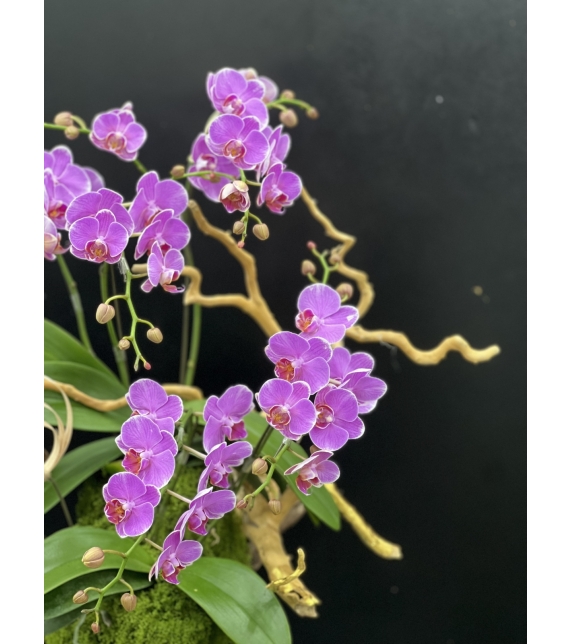“Sắc Ngọc Thịnh Vượng – Lan Hồ Điệp Tím Rực Rỡ” 💜