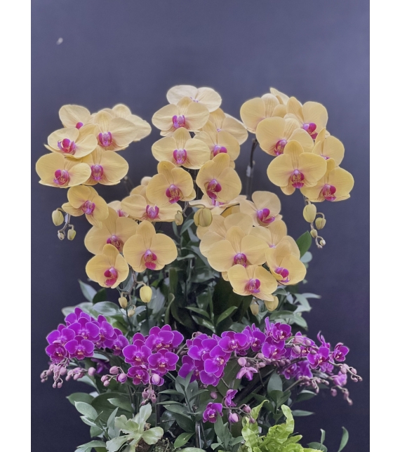 Phúc Lộc Vượng Niên