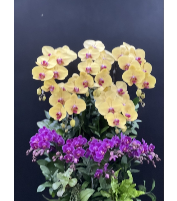 Phúc Lộc Vượng Niên