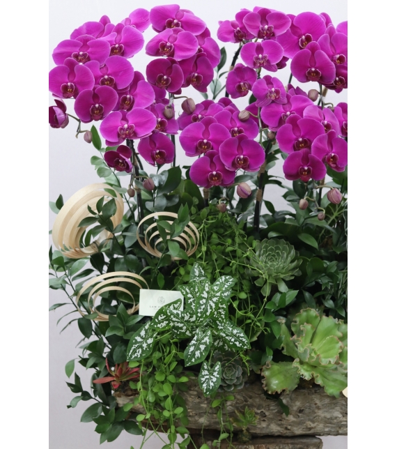 “Vượng Lan Phú Quý”