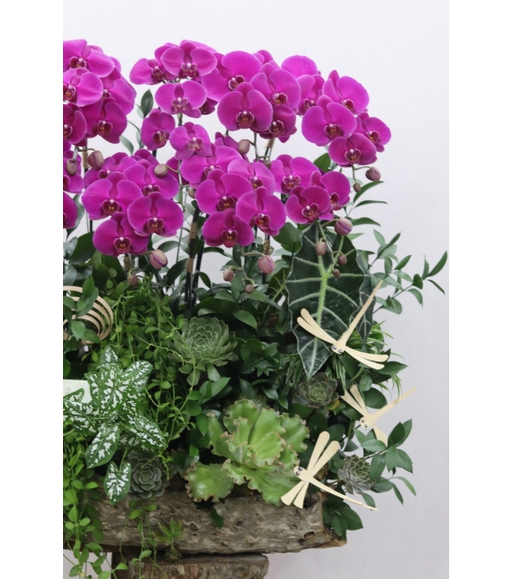 “Vượng Lan Phú Quý”