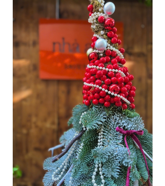  “Santa’s Hat” – Cây Thông Nón Giáng Sinh Đan Mạch