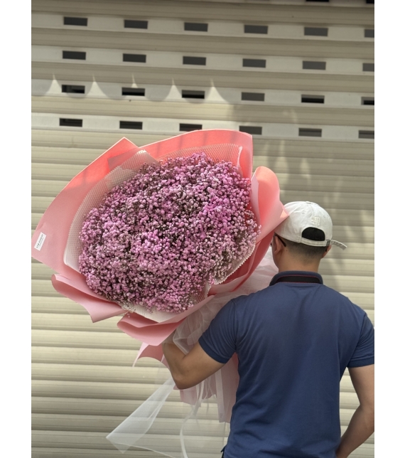 “Baby Hồng Mây – Vẻ Đẹp Mong Manh Như Áng Sớm