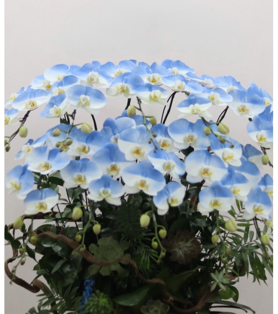  “Emerald Grace – Ngọc Lục Thanh Hoa”