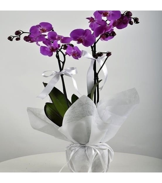 Orchid Marble Elegance – Lan Cẩm Thạch Quý Phái