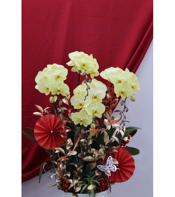 🌼 LAN HỒ ĐIỆP LŨA GỖ – KHỞI ĐẦU MAY MẮN, TÀI LỘC BỀN LÂU 🌼