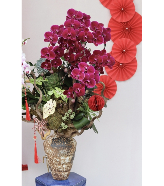 LAN HỒ ĐIỆP ĐỎ PHÚ QUÝ – KHAI XUÂN MAY MẮN, VƯỢNG KHÍ CẢ NĂM