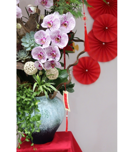 LAN HỒ ĐIỆP TÍM ĐỐM NGỌC – VẺ ĐẸP TINH TẾ, SANG TRỌNG CHO KHÔNG GIAN ĐẦU NĂM