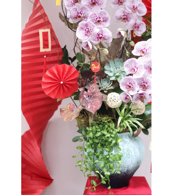 LAN HỒ ĐIỆP TÍM ĐỐM NGỌC – VẺ ĐẸP TINH TẾ, SANG TRỌNG CHO KHÔNG GIAN ĐẦU NĂM