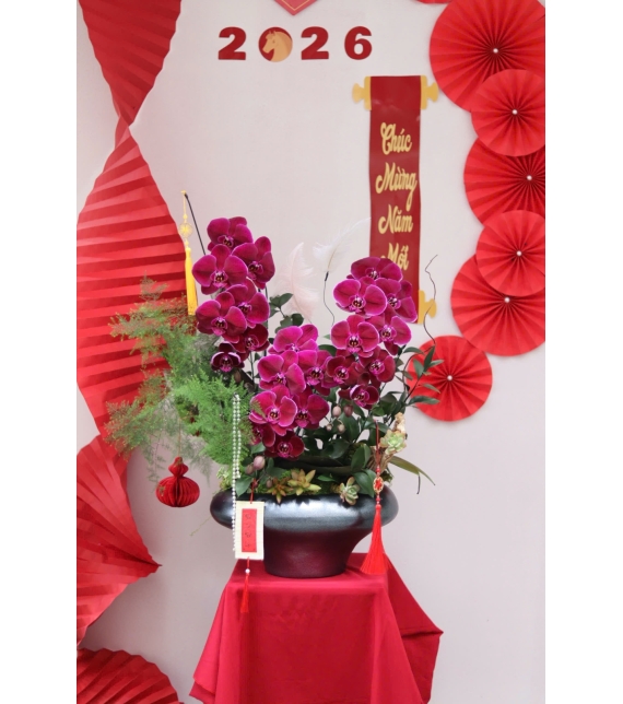 LAN HỒ ĐIỆP ĐỎ PHÚ QUÝ – ĐIỂM NHẤN SANG TRỌNG CHO KHÔNG GIAN NGÀY TẾT