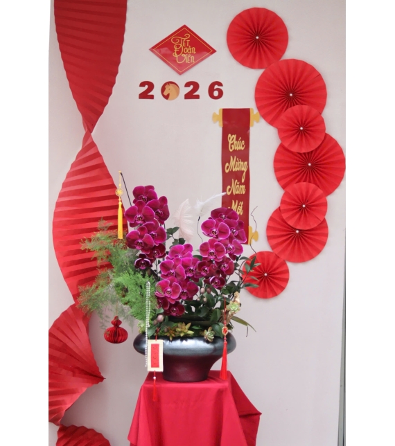 LAN HỒ ĐIỆP ĐỎ PHÚ QUÝ – ĐIỂM NHẤN SANG TRỌNG CHO KHÔNG GIAN NGÀY TẾT