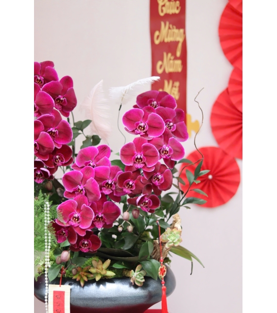 LAN HỒ ĐIỆP ĐỎ PHÚ QUÝ – ĐIỂM NHẤN SANG TRỌNG CHO KHÔNG GIAN NGÀY TẾT