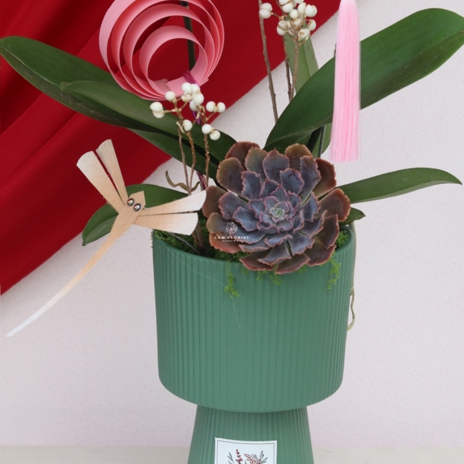 Lan Ngọc Xuân Mini 