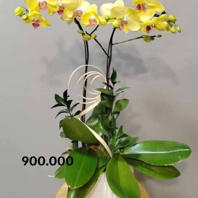 Sunshine Harmony – Hoà Khúc Ánh Dương