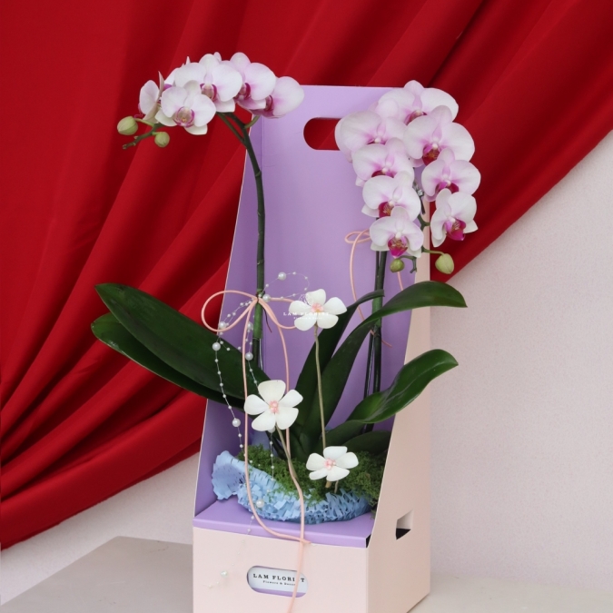 Lan Ngọc An Xuân Mini 